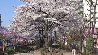 道の両側だけでなく中央部にも咲いています