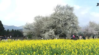 見応えがあります！