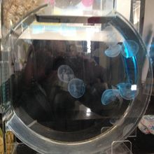 クラゲの水槽