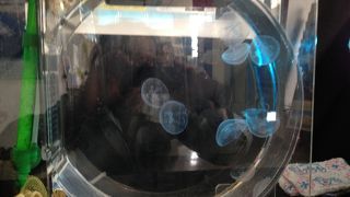 入場無料とは驚き！