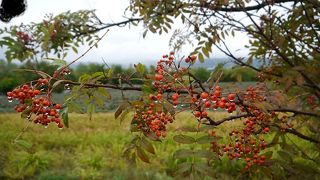 ラベンダー観光の定番