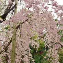 境内の枝垂桜