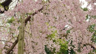 枝垂桜が綺麗でした