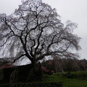 大きな枝垂桜だけが一本立っているのかと思っていたが