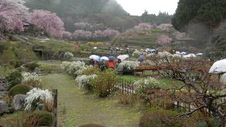 しょうぶ園という名前が損してると