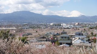 小田原市街を一望でき、梅林のきれいな色を楽しめます