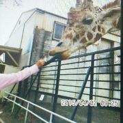 キリンに餌を与えられる貴重な動物園