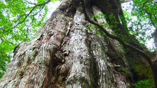 トレッキングしなくても見れる屋久杉ですね