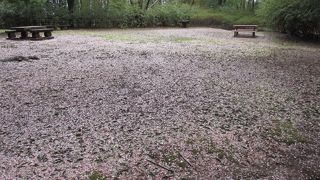 公園というよりは森