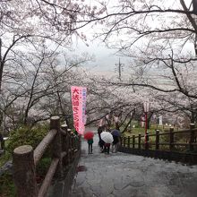 雨でさくら祭りの幟も寂しそうです。しかし桜はきれいです。