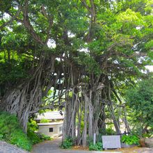 大きなガジュマルです
