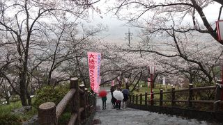 雨の中でも美しい全山約2000本の桜