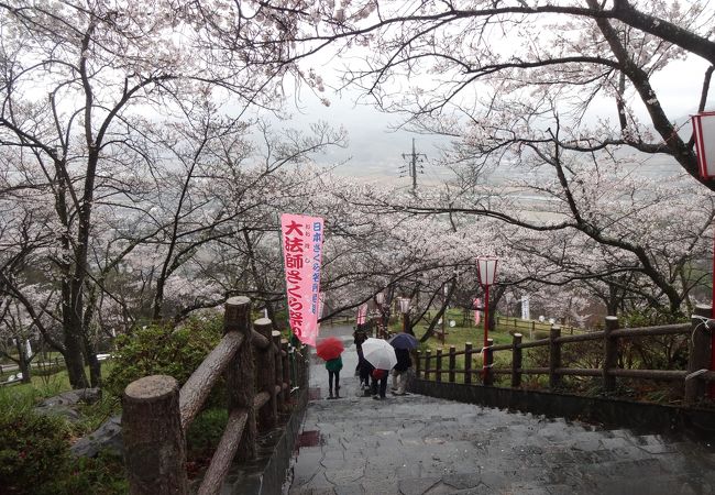 雨の中でも美しい全山約2000本の桜