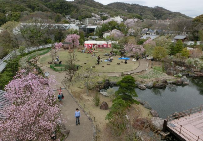 池田五月山さくらまつり クチコミ アクセス 営業時間 池田 フォートラベル