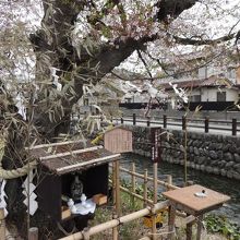 すぐ近くの桜温泉通りにある有名な「商売繁盛桜」です。