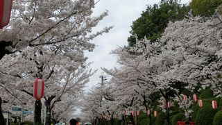 桜がきれいでした。