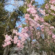 宮島の桜満開