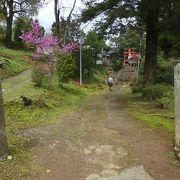 桜、散っておりました