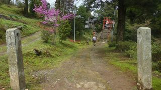 桜、散っておりました