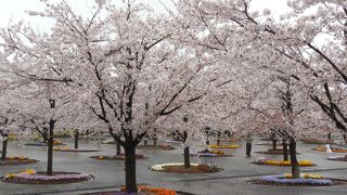 桜を散策しながら見る公園