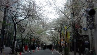 日本橋に見る桜並木