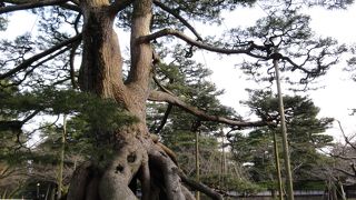 根性がある！？