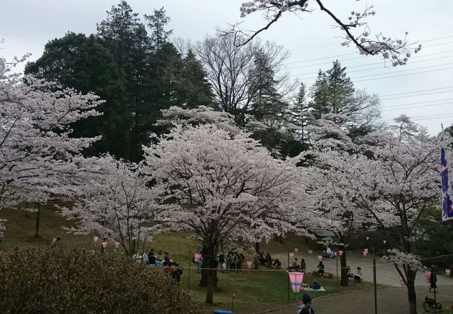 八幡山公園のお花見 クチコミ アクセス 営業時間 宇都宮 フォートラベル 八幡山公園のお花見 クチコミ アクセス 営業時間 宇都宮 フォートラベル