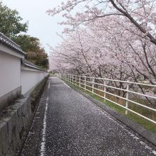 入り口付近の景色。