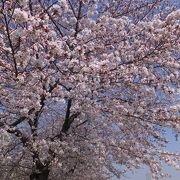 綺麗な桜が手頃に楽しめます。