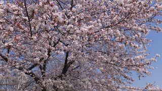綺麗な桜が手頃に楽しめます。