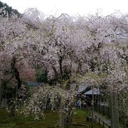 皇室ゆかりの寺、国指定の天然記念物の桜の名所、紅葉でも有名