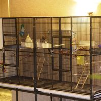 エントランスのオカメインコ