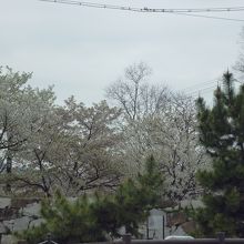 桜が満開でした