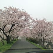 圧巻の桜並木