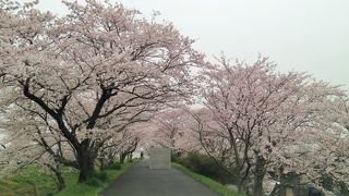 宮川堤