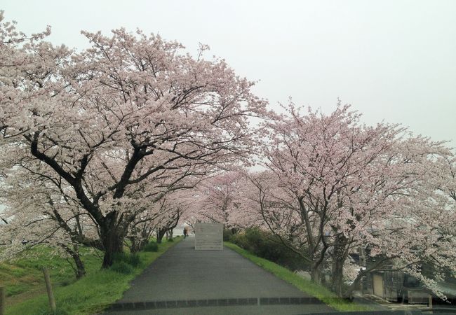 圧巻の桜並木