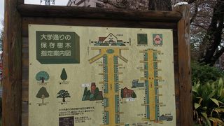 桜はほとんど終わっていましたが