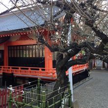 梅の花もきれいです