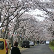 桜のトンネルがきれいです