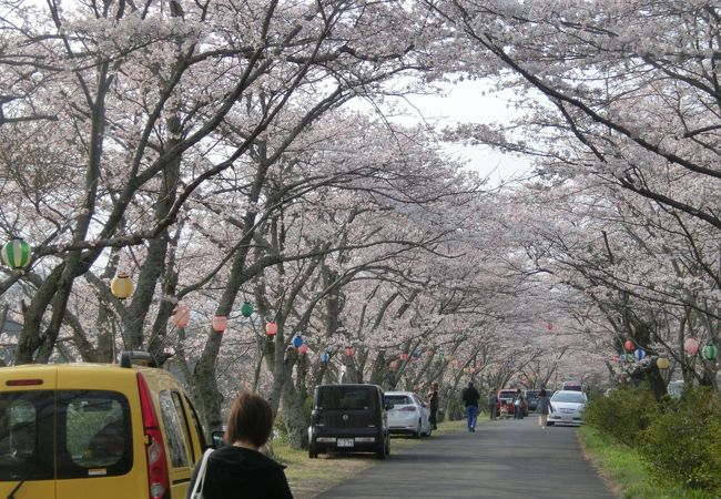 桜のトンネルがきれいです