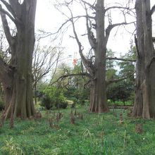 ここは穴場でした！ラクウショウ