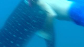 ジンベイザメと一緒にシュノーケル！！