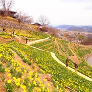 信州上田の早春の風物詩