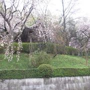 桜が綺麗でした