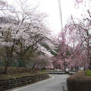 ソメイヨシノ、しだれ桜、水仙が満開で綺麗でした