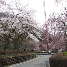 ソメイヨシノの白い花と、しだれ桜のピンクの花が対照的で綺麗