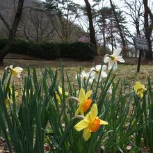 水仙の白や黄色の花