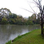 水鳥の姿が見られました