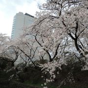春の桜も美しい公園