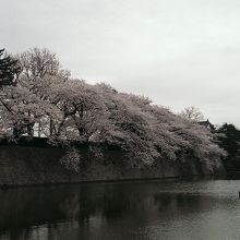 桜もきれいに咲いてます